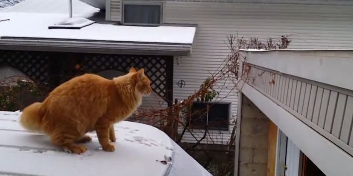 Video: Aj mačky majú problém so snehom